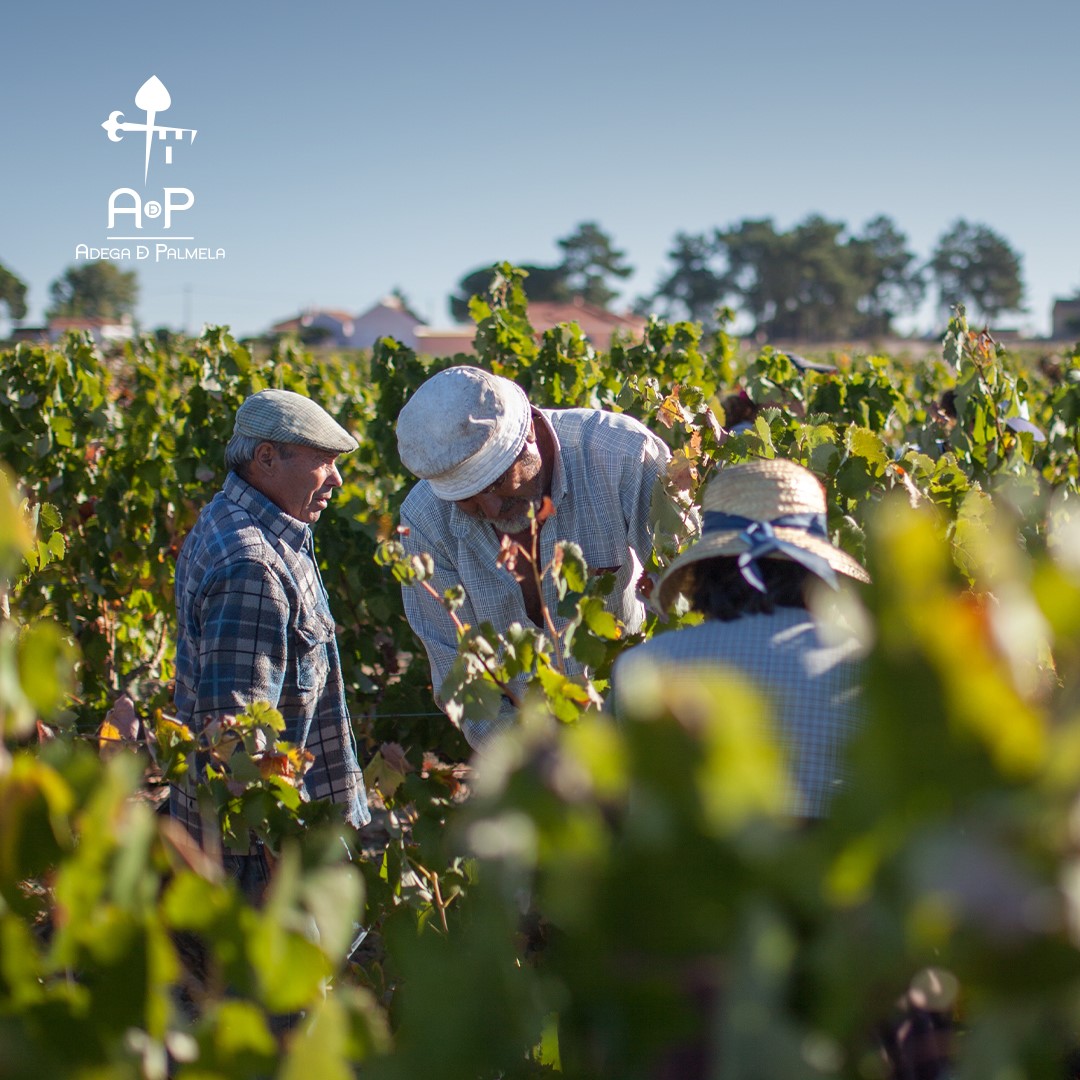 the white grape harvest season began