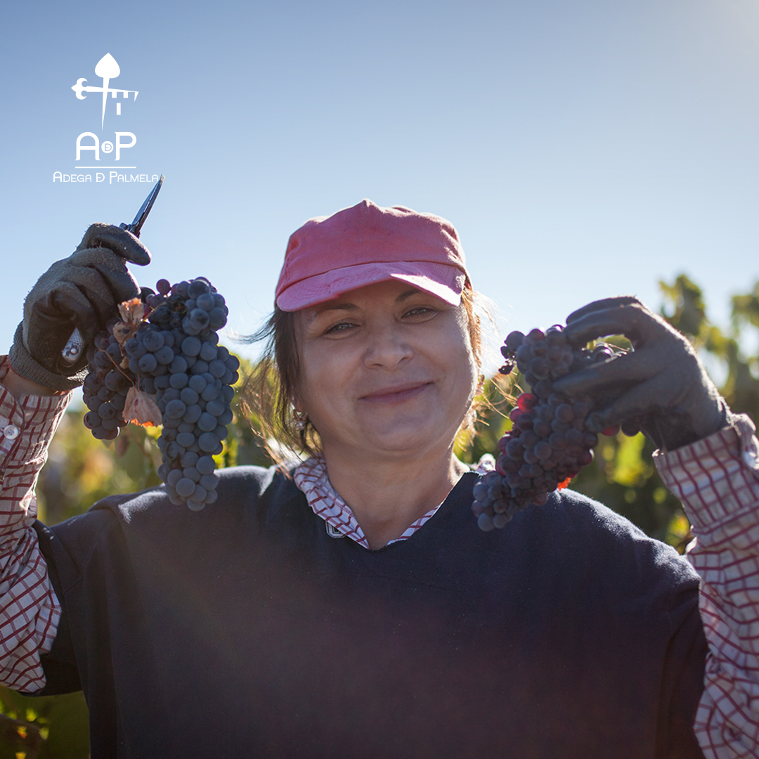 we started the Red Grape Harvest